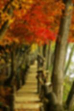 Wooden path through a forest of vibrant autumn leaves in red and orange hues, creating a serene, picturesque atmosphere.