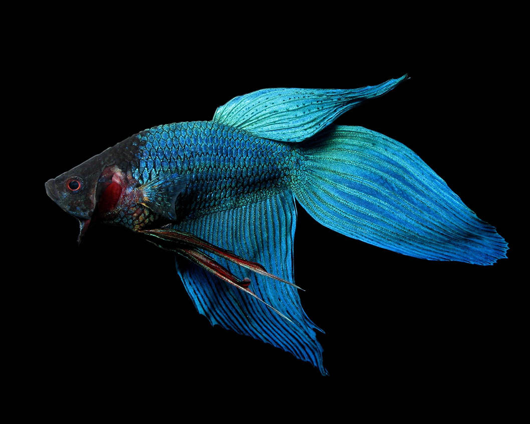 Veiltail Betta Blue [male]