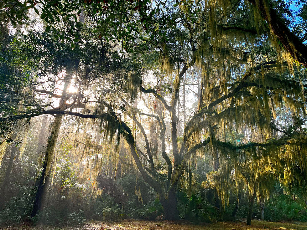 In a wooded area, light pours through the branches of a massive tree with Spanish moss hanging from it, surrounded by smaller trees.