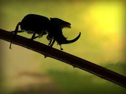 images (1)