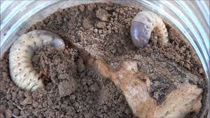 images (2)