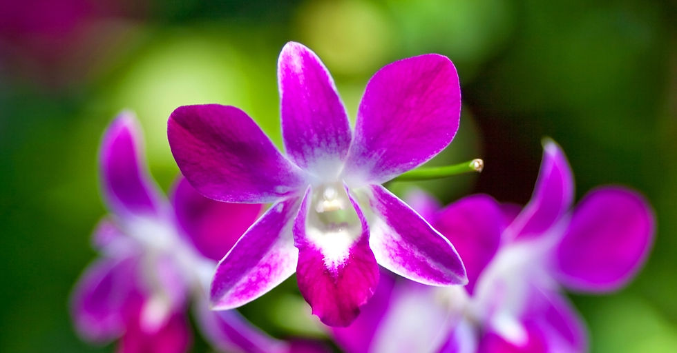 Orchidée Dendrobium