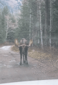 9k3z.gif