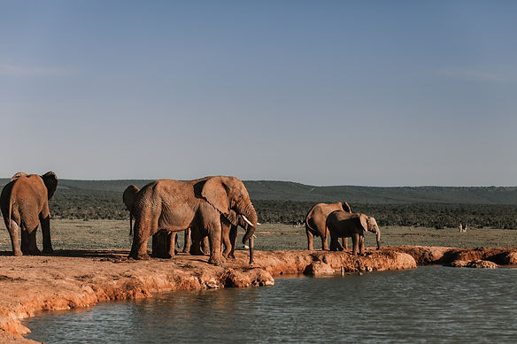 elephants-4577542.jpg