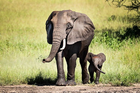 elephants-10740872.jpg