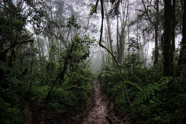 Kilimanjaro rainforest.jpg