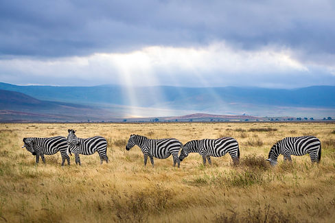 zebras.jpeg