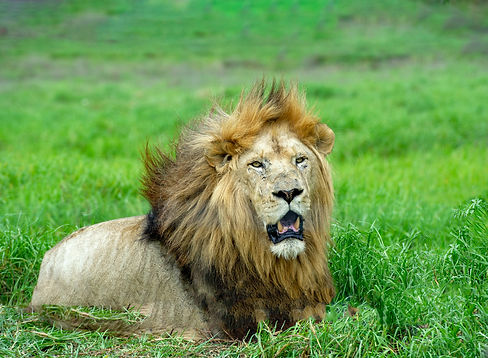 lion-3651335.jpg