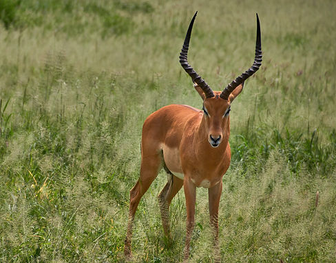 _gazelle-5819196_edited.jpg