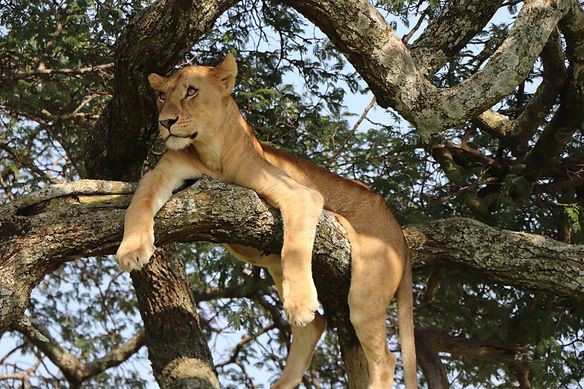 lioness-7071827.jpg