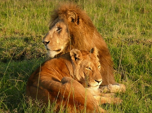 lion couple.png