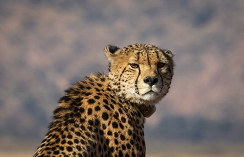 cheetah-1320608.jpg
