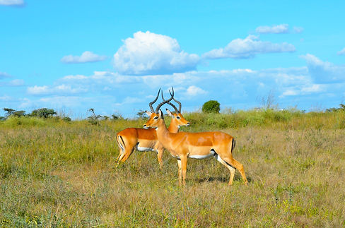 gazelles-l-3992511.jpg