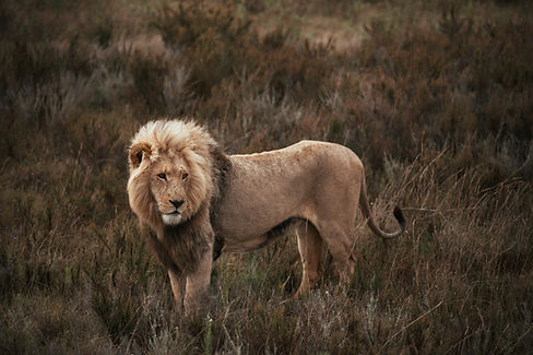 lion-8521833.jpg