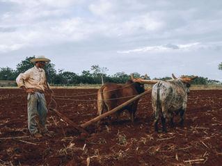 Trabalho rural também pode ser atividade especial: entenda seus direitos