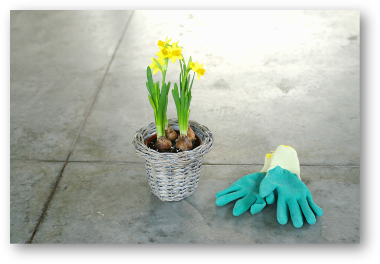 Vinyl floor with potted flowers and garden gloves