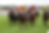 STREETS OF GOLD WINNER YORK Chipotle Royal Ascot_edited.png