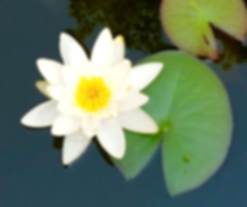 Seerose