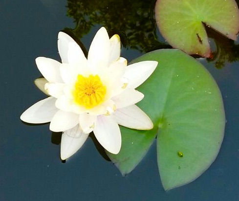 Seerose