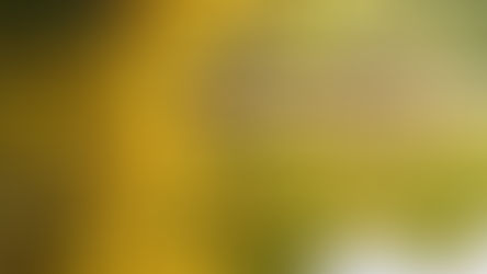 ITINERARIES IN THE FOLIAGE AND AUTUMN COLOURS: GARGANO NATIONAL PARK AND FORESTA UMBRA IN AUTUMN.