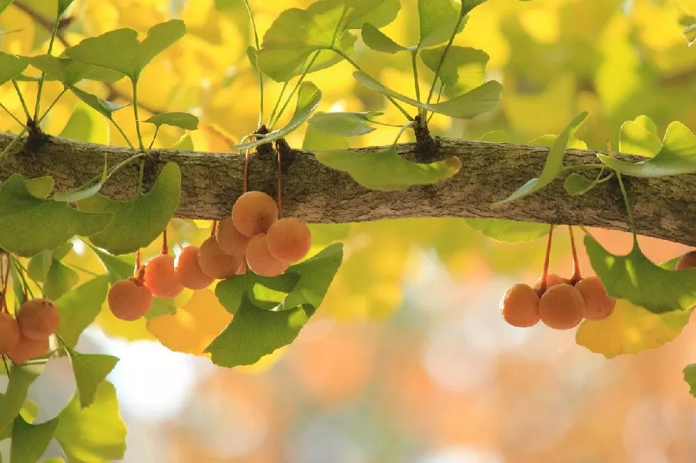 gingko-biloba.webp