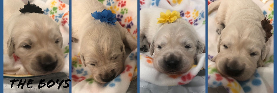Four newborn AKC Golden Retriever Puppies