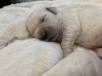GOLDEN_RETRIEVER_PUPPY.HEIC