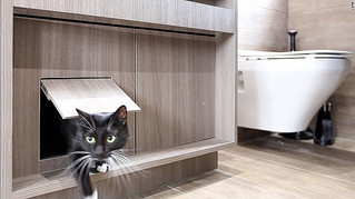 CNN Style - Cat flats: designing human apartments for feline friends