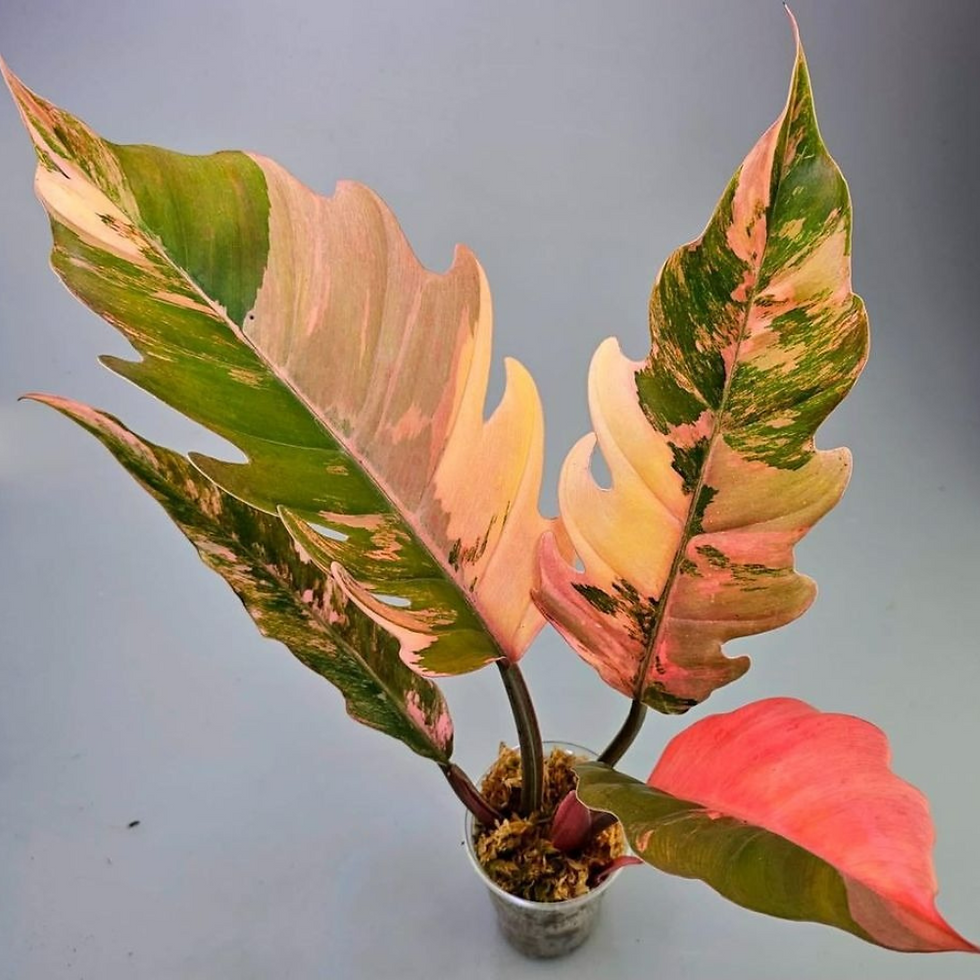 Thumbnail: Caramel Marble Philodendron Plant