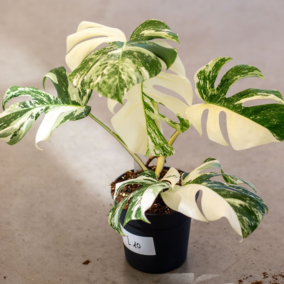 Thumbnail: Monstera Albo Variegated Plant with Pot