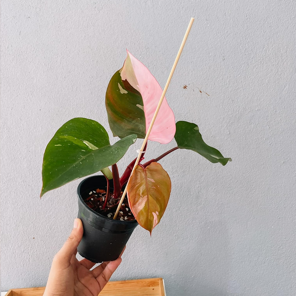 Thumbnail: Pink Princess Philodendron Plant