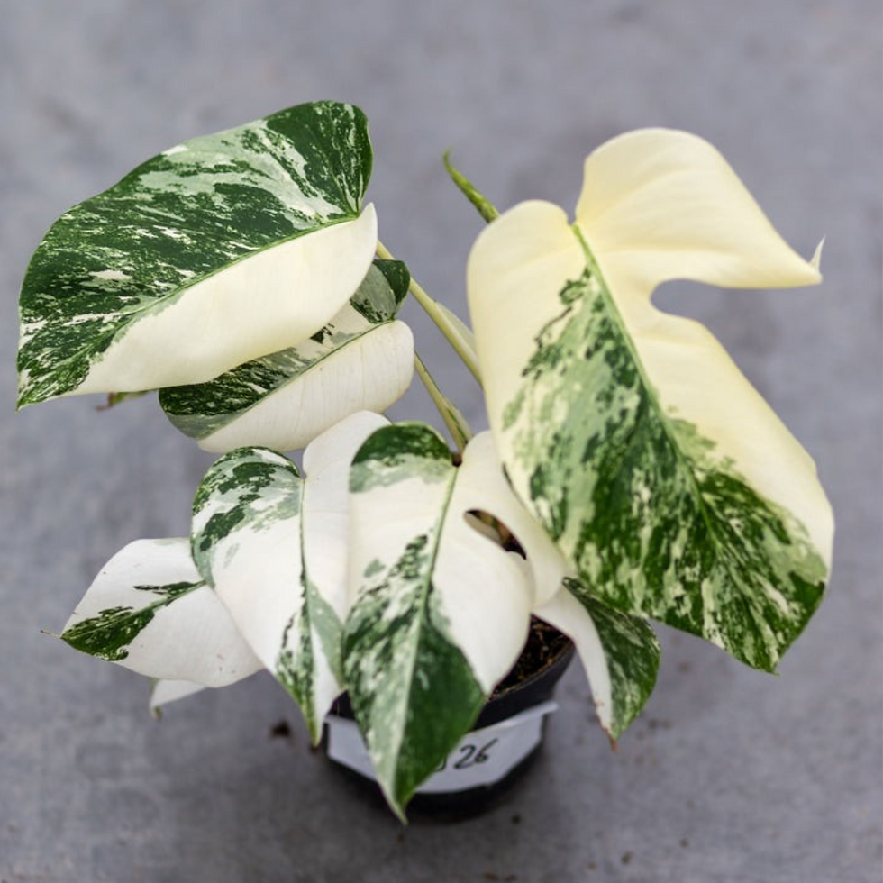 Thumbnail: Monstera Borsigiana Albo Plant with Pot
