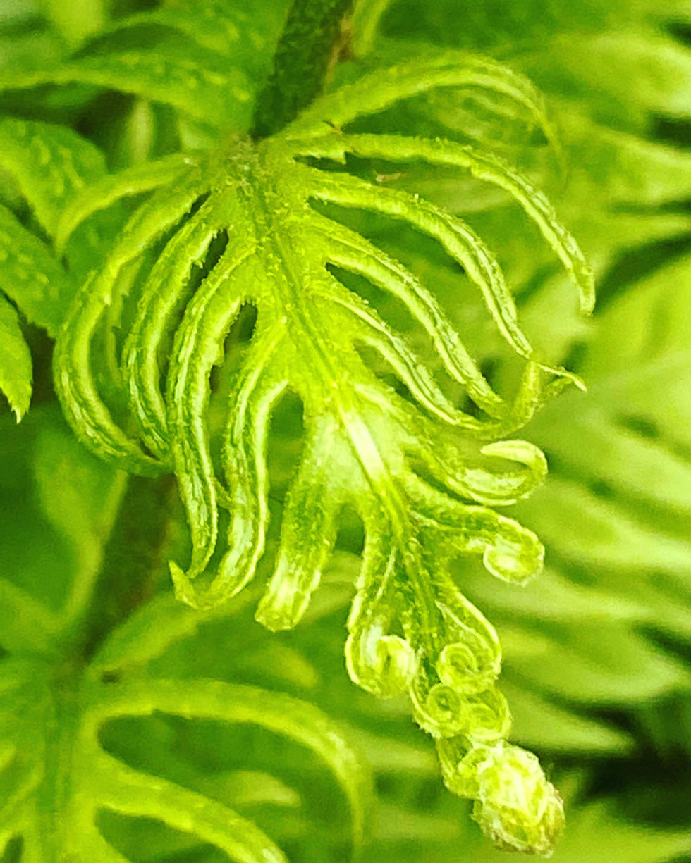 Woodwardia fimbriata