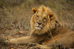 Safatography Portfolio-44