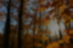 photo of a forest in autumn on a sunny day that feels uplifting_edited_edited.jpg