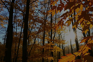 photo of a forest in autumn on a sunny day that feels uplifting_edited_edited.jpg