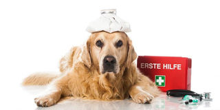 Grundkurs Tierhomöopathie "Notfallapotheke"