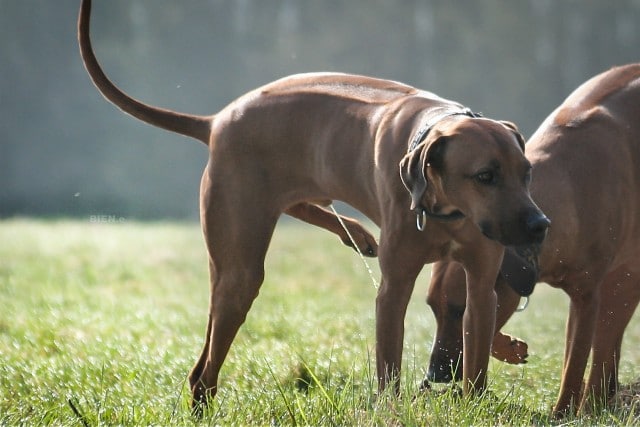 Largest Dog Cock