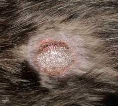 Hund Hotspot Homöopathie