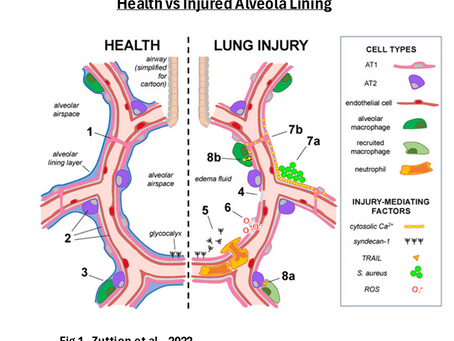 Lung Consolidation and Cardio Pulmonary Rehabilitation