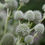 Thumbnail: Rattlesnake Master, Eryngium yuccifolium