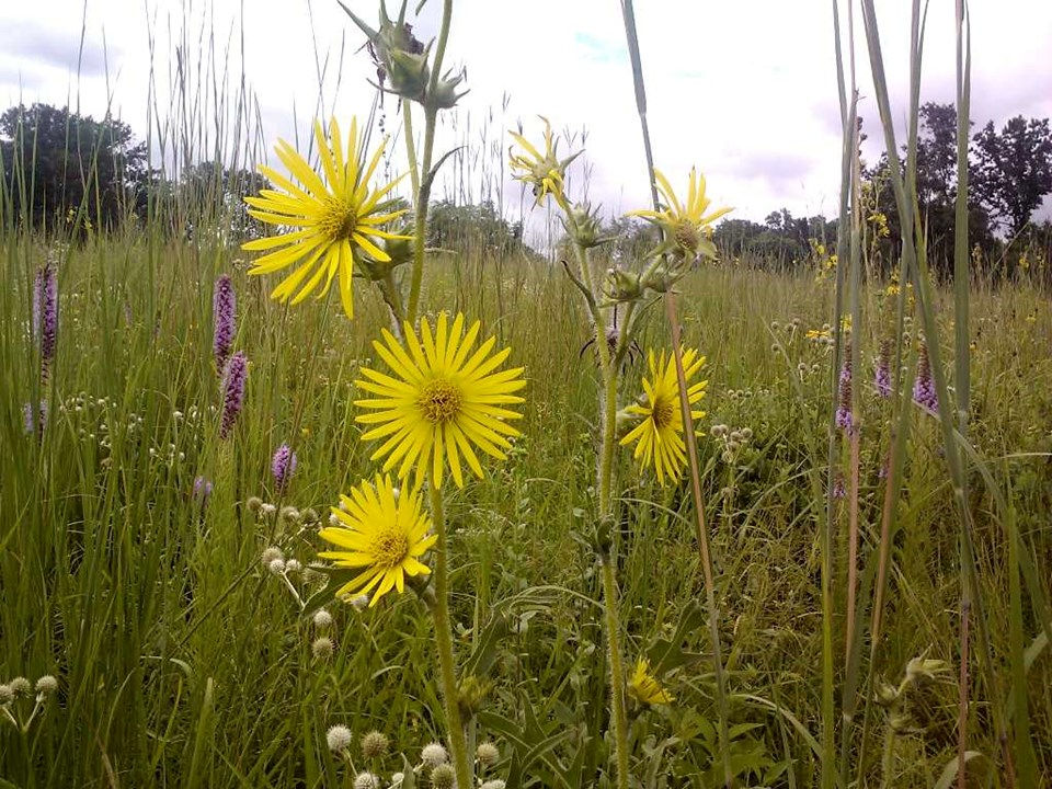 Compus Plant, Silphium laciniatum