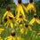 Thumbnail: Yellow Coneflower, Ratibida pinnata