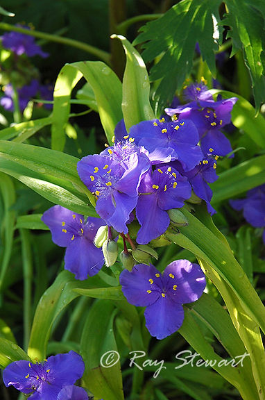 Sweet Kate Spiderwort.jpg