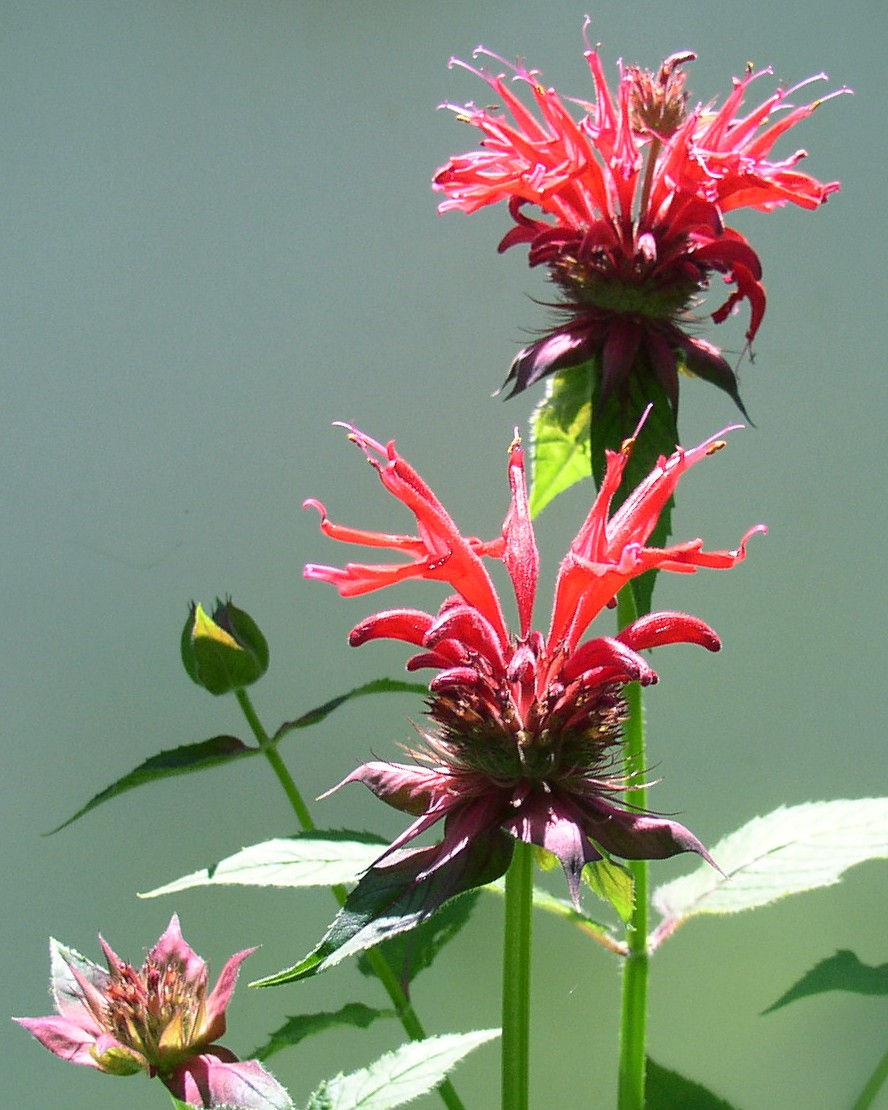 Thumbnail: Bee Balm, Monarda didyma