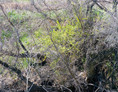 thicket XXVI