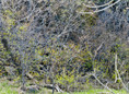 thicket III