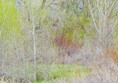 thicket XXXVI