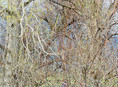 thicket XXXVIII