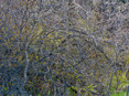 thicket II
